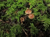 Tubaria conspersa image