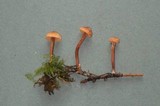 Tubaria conspersa image