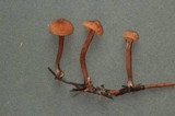 Tubaria conspersa image