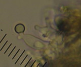 Psilocybe subaeruginosa image