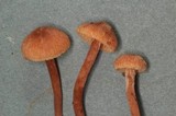 Tubaria conspersa image