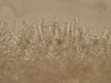 Tubaria conspersa image