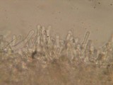 Tubaria conspersa image