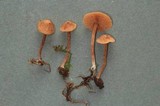 Tubaria conspersa image