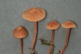 Tubaria conspersa image