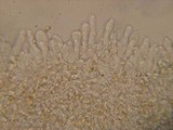 Tubaria conspersa image