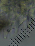 Psilocybe subaeruginosa image