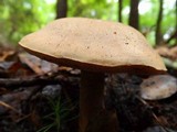 Tylopilus rhoadsiae image