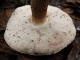 Tylopilus rhoadsiae image
