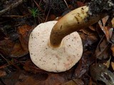 Tylopilus rhoadsiae image