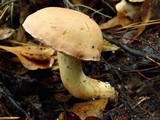 Tylopilus rhoadsiae image