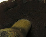 Boletus haematinus image