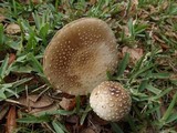 Amanita multisquamosa image