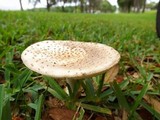 Amanita multisquamosa image