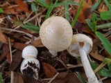 Amanita multisquamosa image