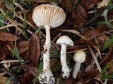 Amanita multisquamosa image