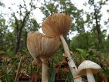 Amanita multisquamosa image