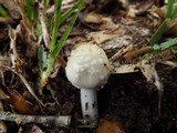 Amanita multisquamosa image