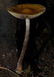 Psilocybe subaeruginosa image