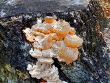 Fomitopsis spraguei image