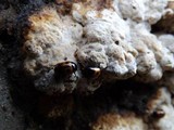 Fomitopsis spraguei image