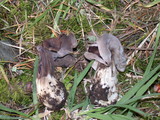 Helvella maculata image