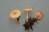 Clitocybe fragrans image