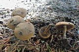Inocybe heimii image