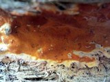 Ceriporia spissa image