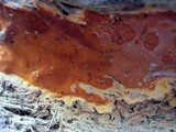 Ceriporia spissa image