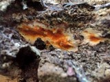 Ceriporia spissa image