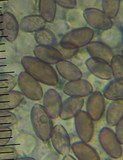 Psilocybe subaeruginosa image