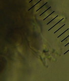 Psilocybe subaeruginosa image