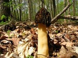 Morchella punctipes image