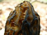 Morchella punctipes image