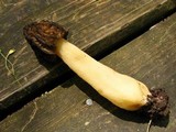 Morchella punctipes image