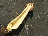 Morchella punctipes image