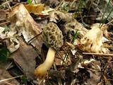 Morchella esculentoides image