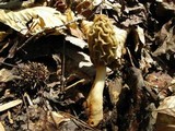 Morchella esculentoides image