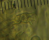 Psilocybe subaeruginosa image