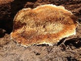Steccherinum ochraceum image