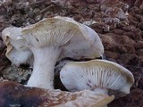Lentinula edodes image
