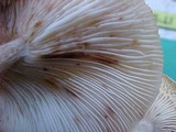 Lentinula edodes image