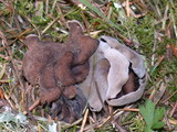 Helvella maculata image