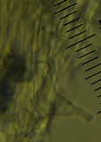 Psilocybe subaeruginosa image