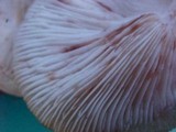 Lentinula edodes image
