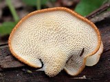 Polyporus alveolaris image