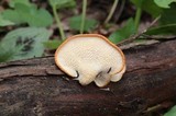 Polyporus alveolaris image