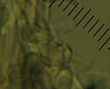 Psilocybe subaeruginosa image
