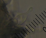 Psilocybe subaeruginosa image